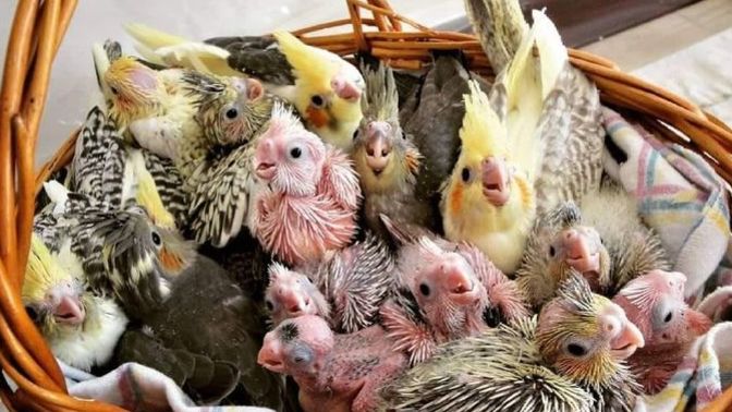 Kuşlar hakkında sormak , bilmek istediğin bir şey var mı?