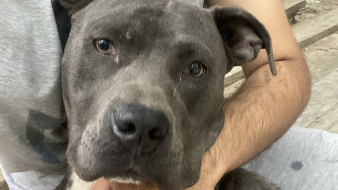 Köpeğim kucağıma almadığım için küsüyor nasıl vazgeçirebilirim😂?