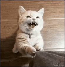 Heyyy bana ilgi gösterr 😻