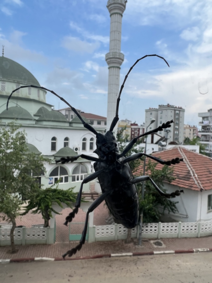 Bu Böceğin Türü Ya da Adı ne?