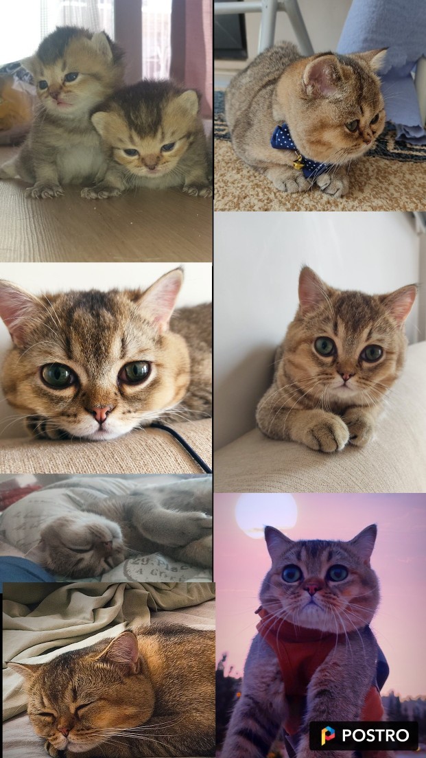 Sizinde evcil hayvanıniz var mı?