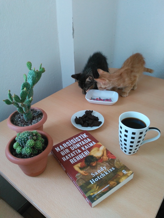 Kedi, Kitap, Kahve, Kaktüs, Kakao Sever misin?