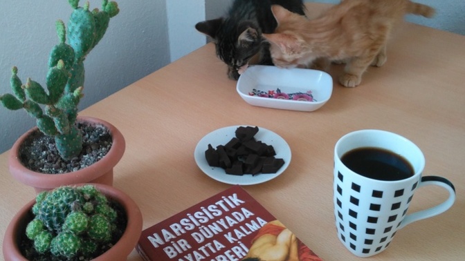 Kedi, Kitap, Kahve, Kaktüs, Kakao Sever misin?