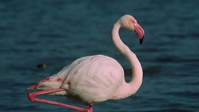Kadınlar fotoğraf çekilirken neden tek ayağını kaldırıyor?