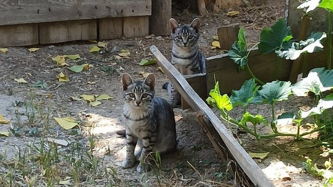 Sokaktaki canlara her konuda yardım ediyor musun?