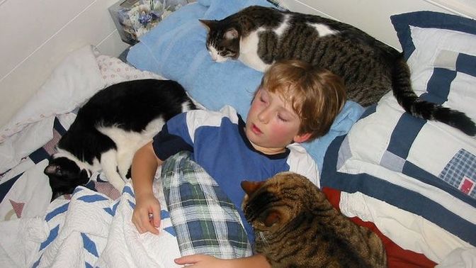 Kedi olan evde bebek büyütülür mü?
