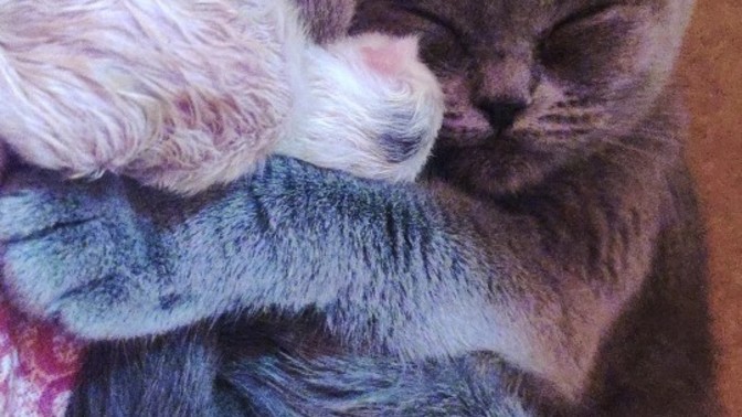 İlk doğumda kedi kaç yavru doğurur? Nelere dikkat etmem gerekir?