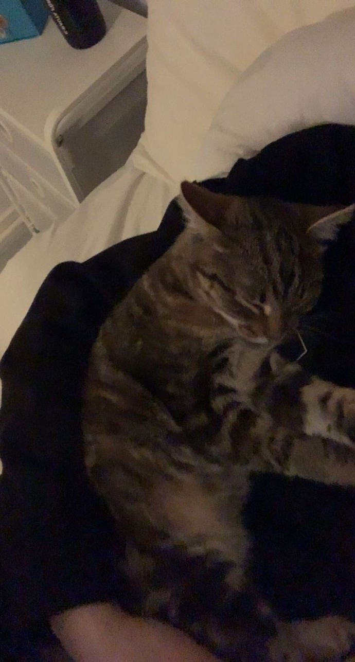 Kedi mırlamasının yerini tutan yok bence.