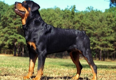 Pitbull mu Rottweiler mi daha güçlü?