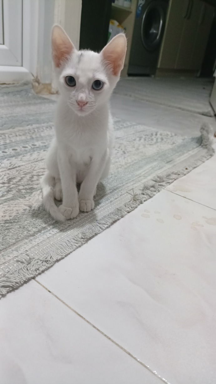 Bugün Dünya Kedi Günü! Siz kedileri nasıl bilirsiniz?
