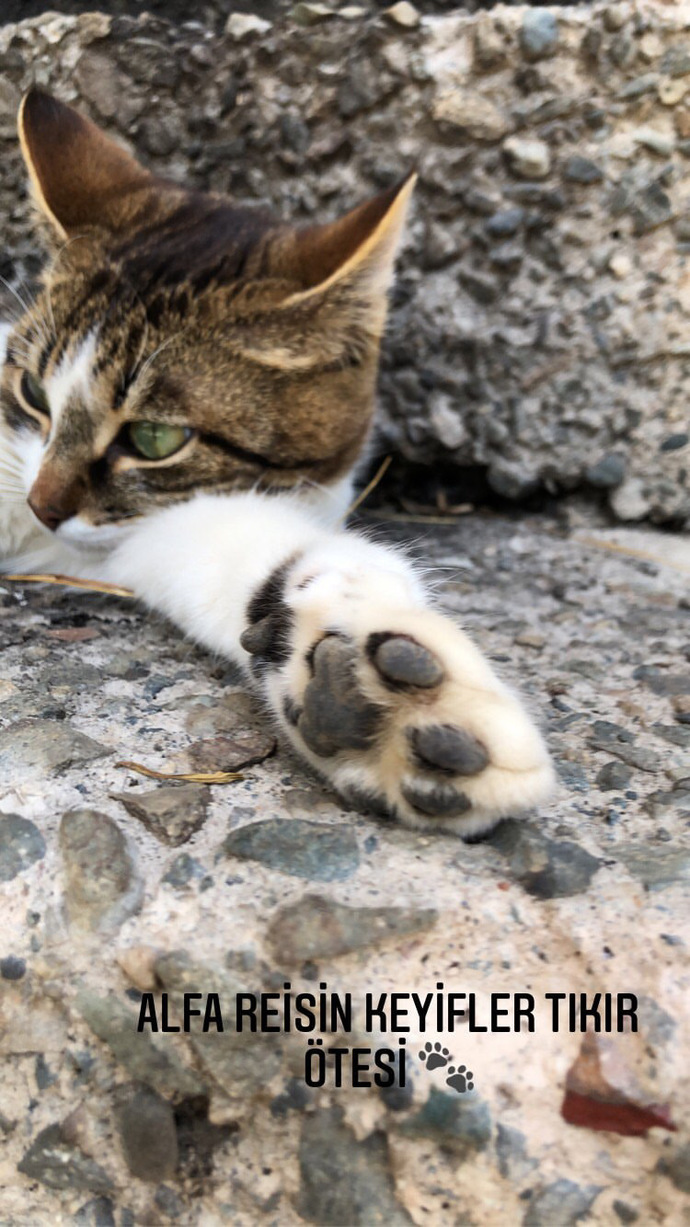 Bugün Dünya Kedi Günü! Siz kedileri nasıl bilirsiniz?