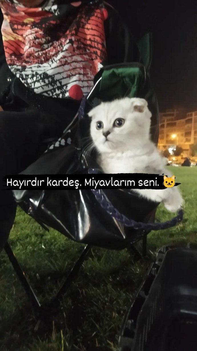 Bugün Dünya Kedi Günü! Siz kedileri nasıl bilirsiniz?