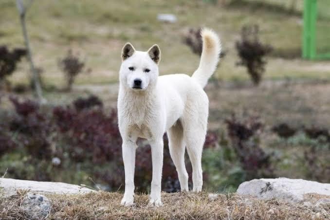 Dişi Köpeğıme İsım Onerisinde Bulunabilir misiniz?