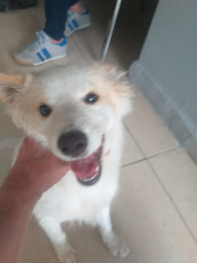Dişi Köpeğıme İsım Onerisinde Bulunabilir misiniz?