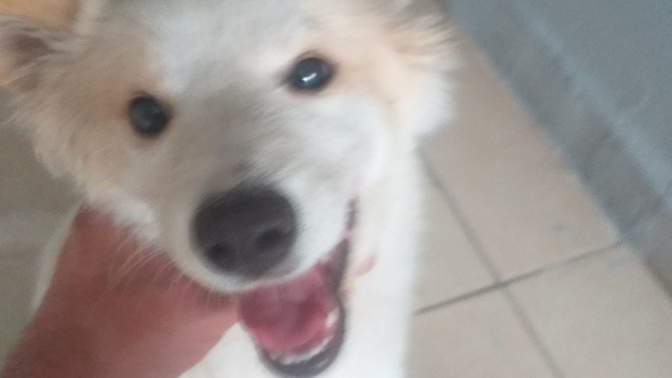 Dişi Köpeğıme İsım Onerisinde Bulunabilir misiniz?
