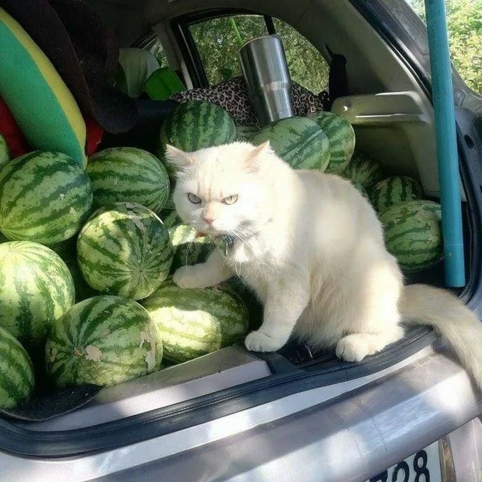 Kendinize hazırladığınız yemeğin başkası tarafından yendiğini görseniz ne yaparsınız?