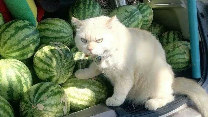Kendinize hazırladığınız yemeğin başkası tarafından yendiğini görseniz ne yaparsınız?