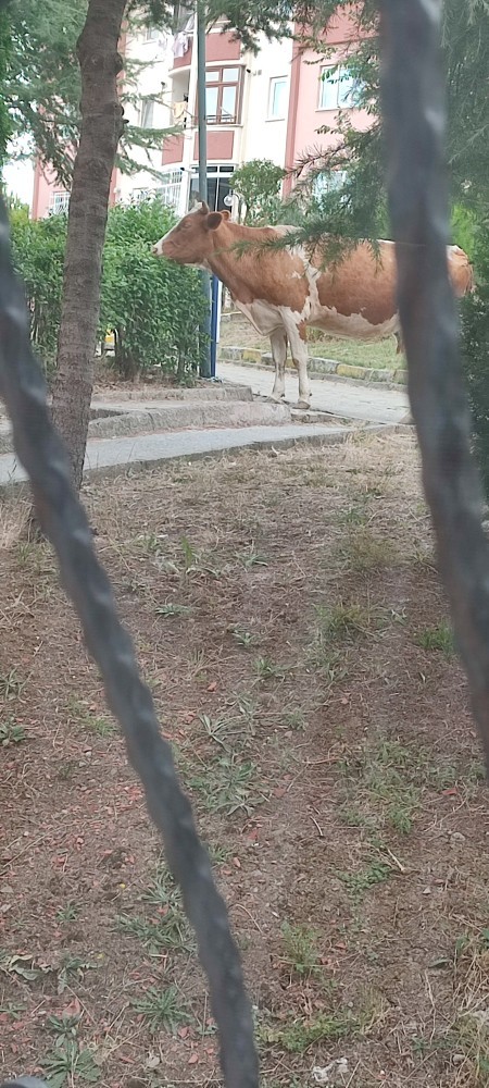 Bu aralar neye ihtiyaç duyuyorsun en çok?