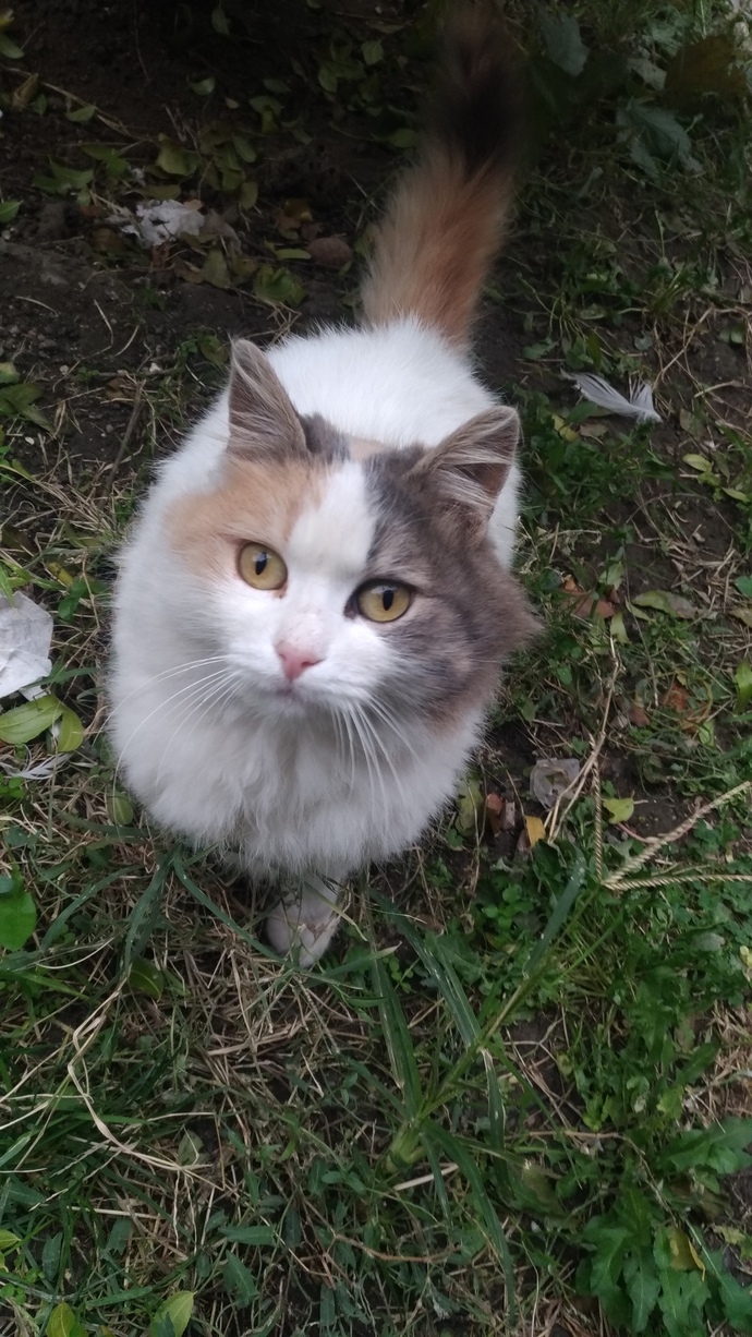 Bu kediyi size verseler alır mıydınız?