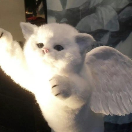 Bugün Dünya Kediler günüymüş! Kediler de modaya uysa güzel olur muydu bugün 🐾?