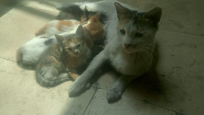 Sokaktaki canları görünce ne hissediyorsun?