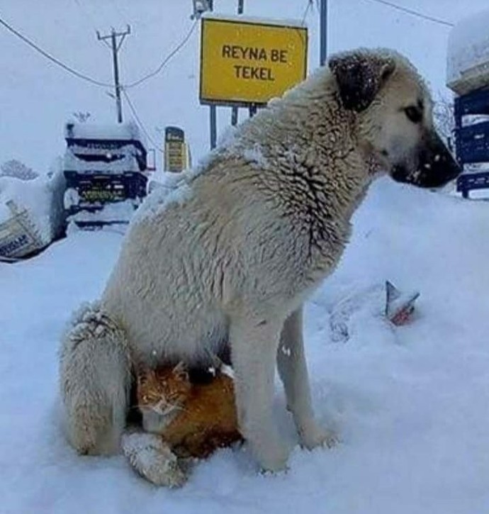 Hayvanlar mi yoksa insanlar mi daha merhametli?