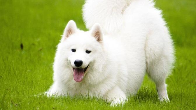 Samoyed erkek köpek sahipleneceğim. Tavsiyeleriniz var mı?