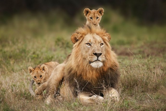 10 Ağustos Dünya Aslan Günü! Ormanların kralı olmayı hak ediyorlar mı?