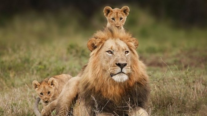 10 Ağustos Dünya Aslan Günü! Ormanların kralı olmayı hak ediyorlar mı?