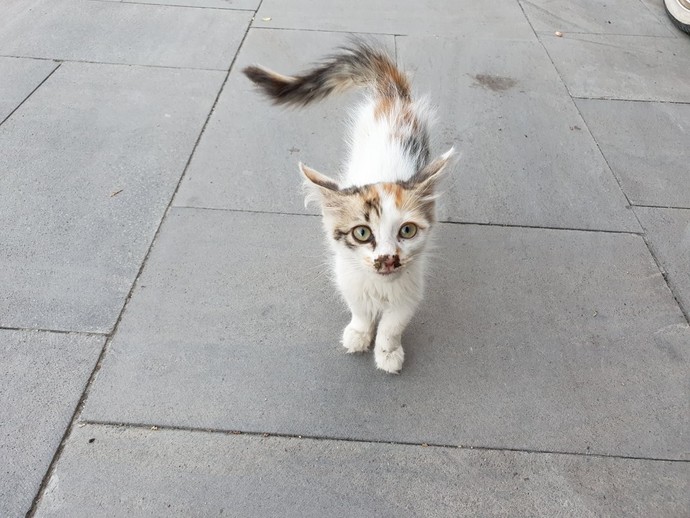 Bugün Dünya Aslanlar Günü. Aslanları sever misiniz?