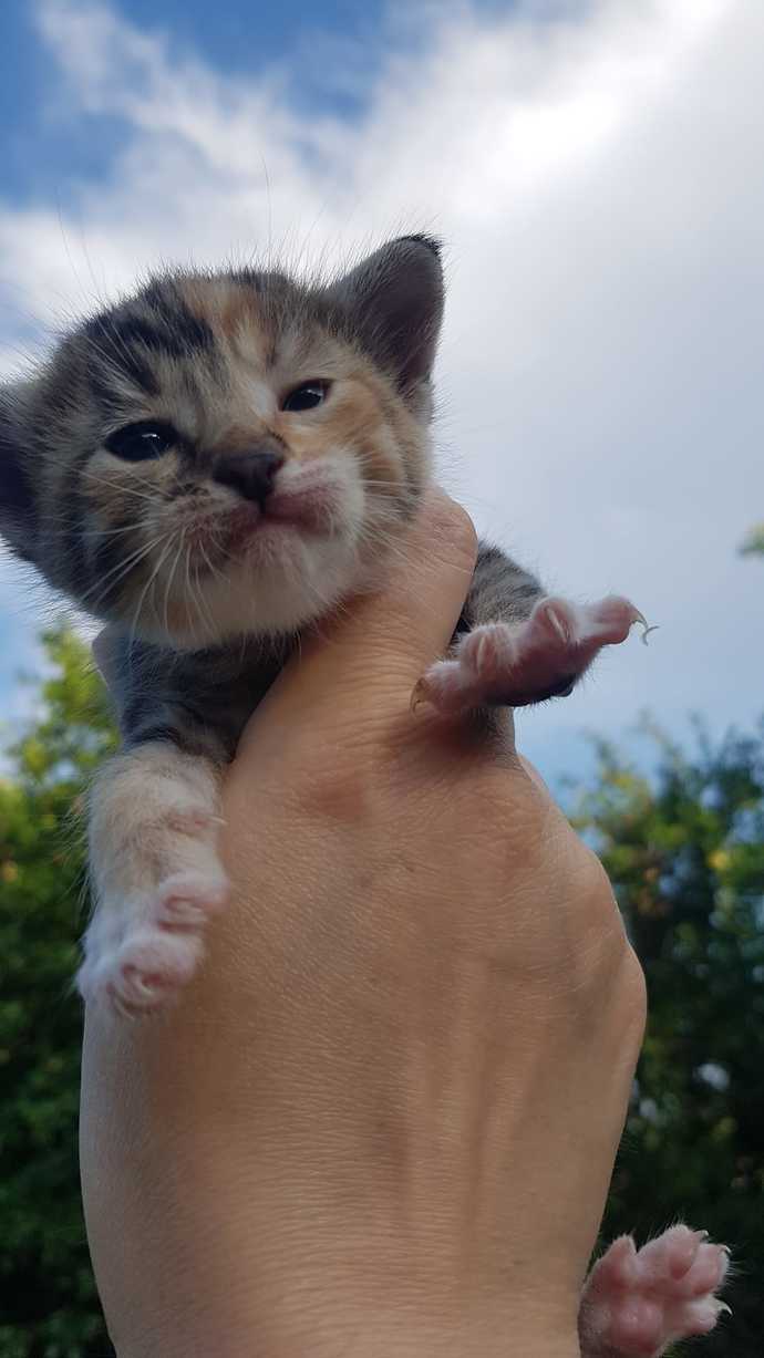 Bu benim kedi aşkı ne olacak?