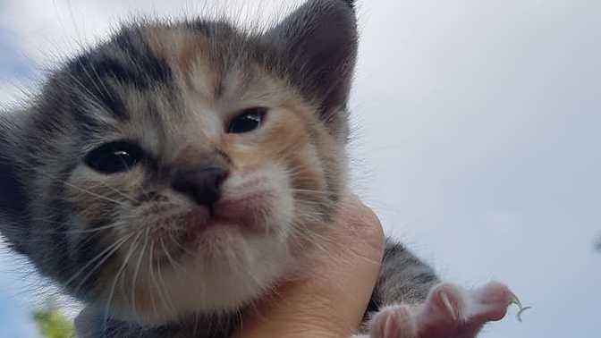 Bu benim kedi aşkı ne olacak?