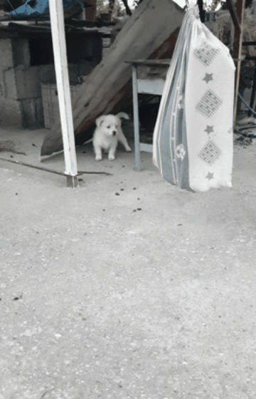 🐶🐶