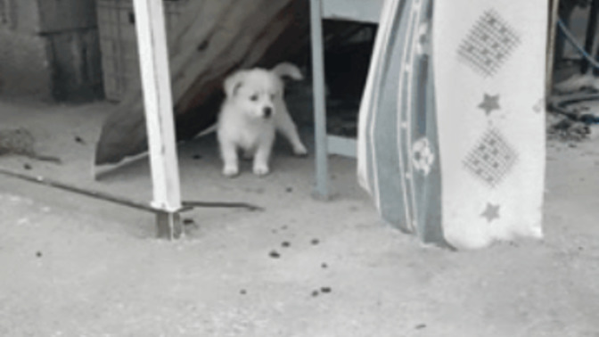 Böyle şapşik bir şeyim var 🐶 sizce de tatlı değil mi 🥰?