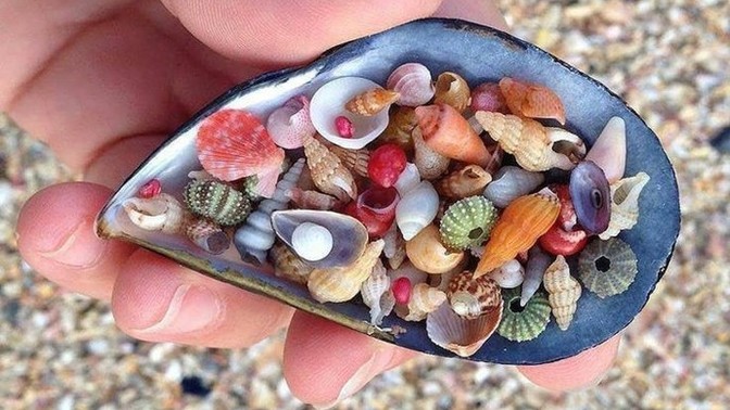 Deniz kenarında deniz kabuğu toplamayı sever misiniz?