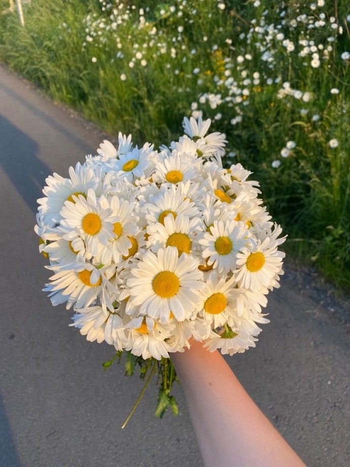 Papatya aşktır 💖