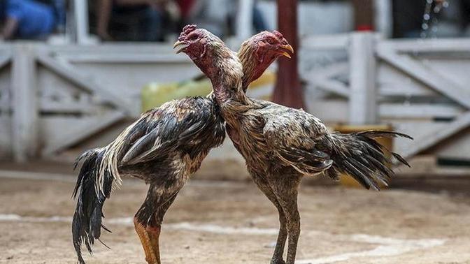 Horoz Dövüşü sporunu yapmak ister miydiniz?