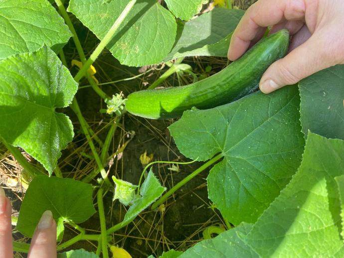 Dalından salata kopardım. Nasıl görünüyor?