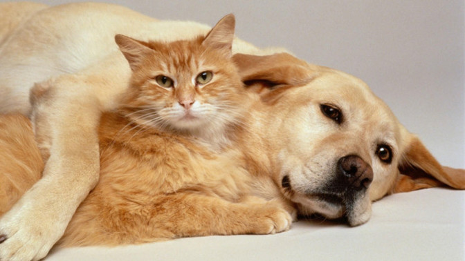 Kediler ve köpekler arasındaki fark nedir?