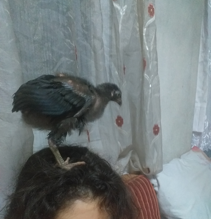 Başıma da rahatlık yok 😇😇