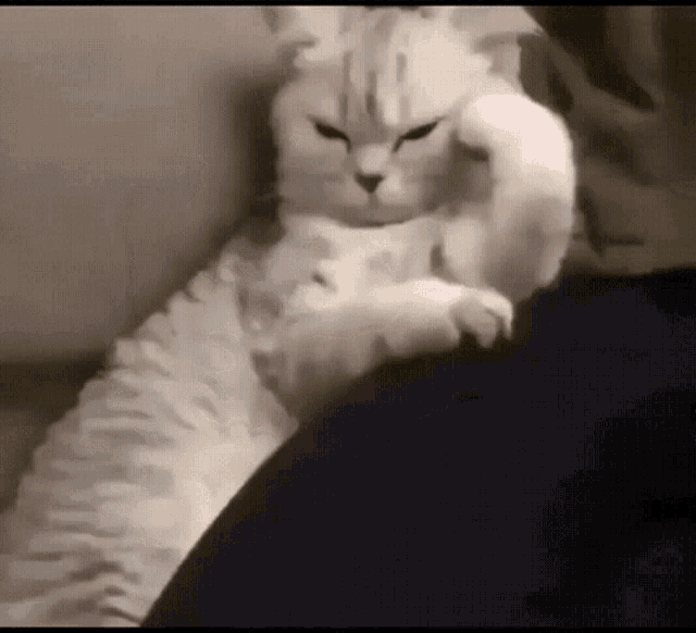 1 ay sahibinden uzak kalan kedi sahibini unutur mu?