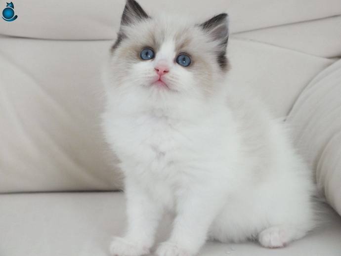 Ragdoll kedileri çok tatlı değiller mi?
