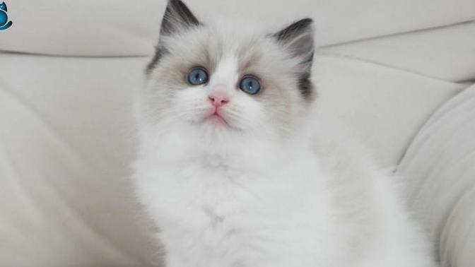 Ragdoll kedileri çok tatlı değiller mi?