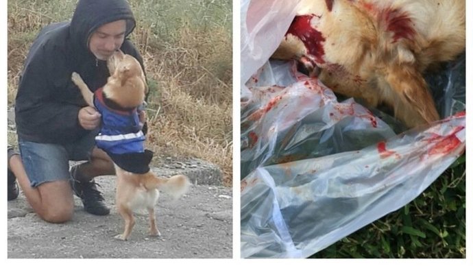 Hayvanlara eziyet verenlere nasıl ceza verilmeli ?