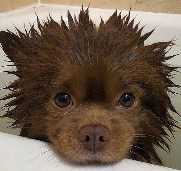 kedilerde su sevmemeleri normal ama köpeklerde farklı suyu sevmeyen bir köpeğimi yıkamak eziyet.