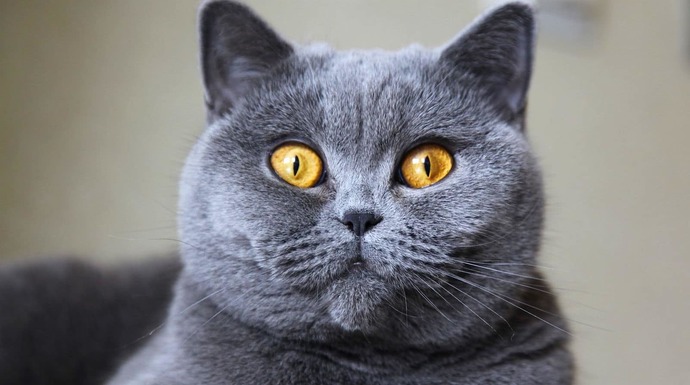 En sevdiğiniz kedi cinsi nedir?