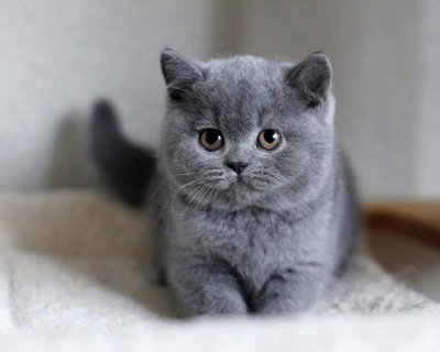 En sevdiğiniz kedi cinsi nedir?