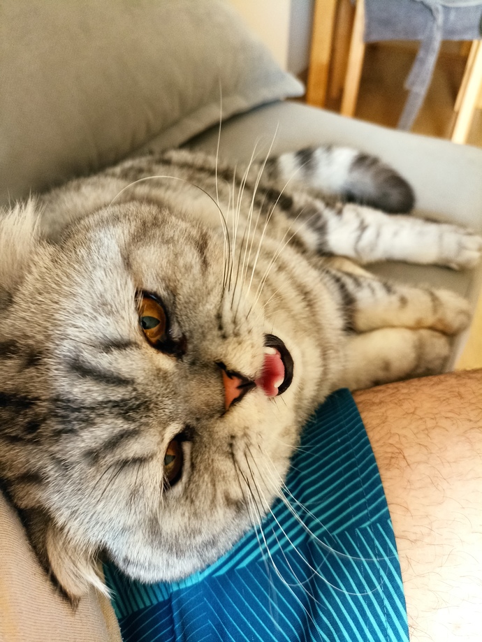 En sevdiğiniz kedi cinsi nedir?