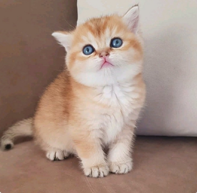 En sevdiğiniz kedi cinsi nedir?