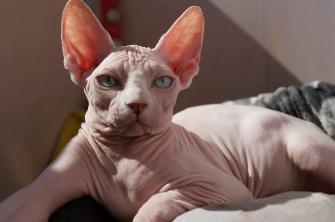 En sevdiğiniz kedi cinsi nedir?